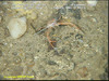 Squat lobster