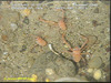 Squat lobster