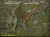 Squat lobster