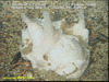 Branched sponge (unidentified)