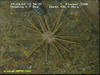 Pencil spine urchin