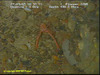 Squat lobster
