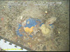 Blue sponge (Hymedesmia sp)