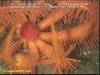 Brisingid