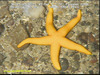 Bloody henry starfish