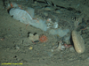Mesh-like sponge (unidentified)