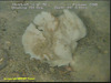 Sponge (unidentified)