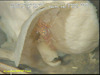 Prawn (coldwater) on sponge