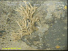 Antho sp. sponge?
