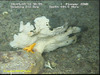 Bracket shaped sponge (probably Phakellia sp.)