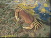 Geryon crab