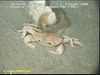 Geryon crab