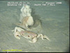 Geryon crab