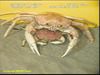 Geryon crab