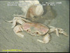 Geryon crab