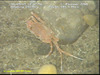 Swimming crab