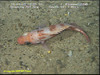 Black bellied rosefish