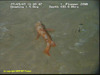 Black bellied rosefish