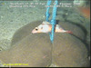 Black bellied rosefish