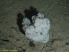 Soft coral
