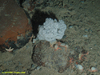 Soft coral