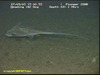 Rabbit fish