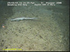 dogfish