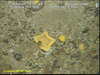 Ceramaster cushion star