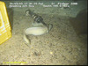 Tusk fish