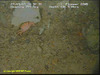 Swimming crab