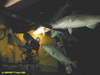 Cod