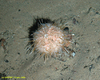 Sea Urchin (unidentified)