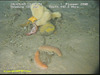 Spikey Sea Cucumber