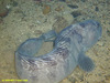 Atlantic wolfish