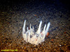 Tower sponge (unidentified)