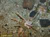Pencil spine urchin