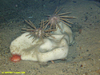 Pencil spine urchin