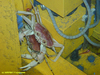 Geryon crab