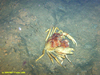 Geryon crab