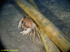 Geryon crab