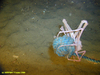 Spider crab