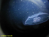 Moon jelly