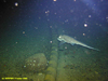 Rabbit fish