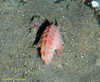 Amphipod