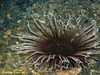 Cerianthid anenome