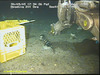 Baited trap on seabed