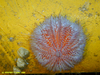 Urchin