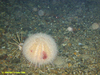 Urchin