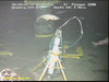 Transponder and fish