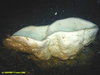 Geodia ?atlantica
